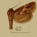 Image of Bostra mesoleucalis Hampson 1912