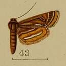 Image of Parapoynx andreusialis Hampson 1912