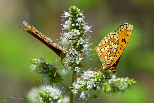 Plancia ëd <i>Melitaea deione</i>