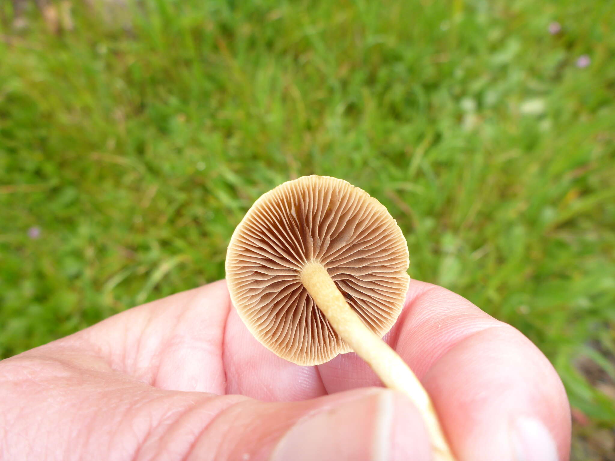 Image of Agrocybe pediades (Fr.) Fayod 1889