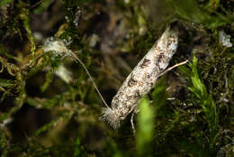 صورة Phyllonorycter populifoliella (Treitschke 1833)