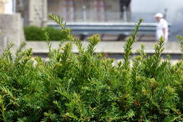 Image of English yew