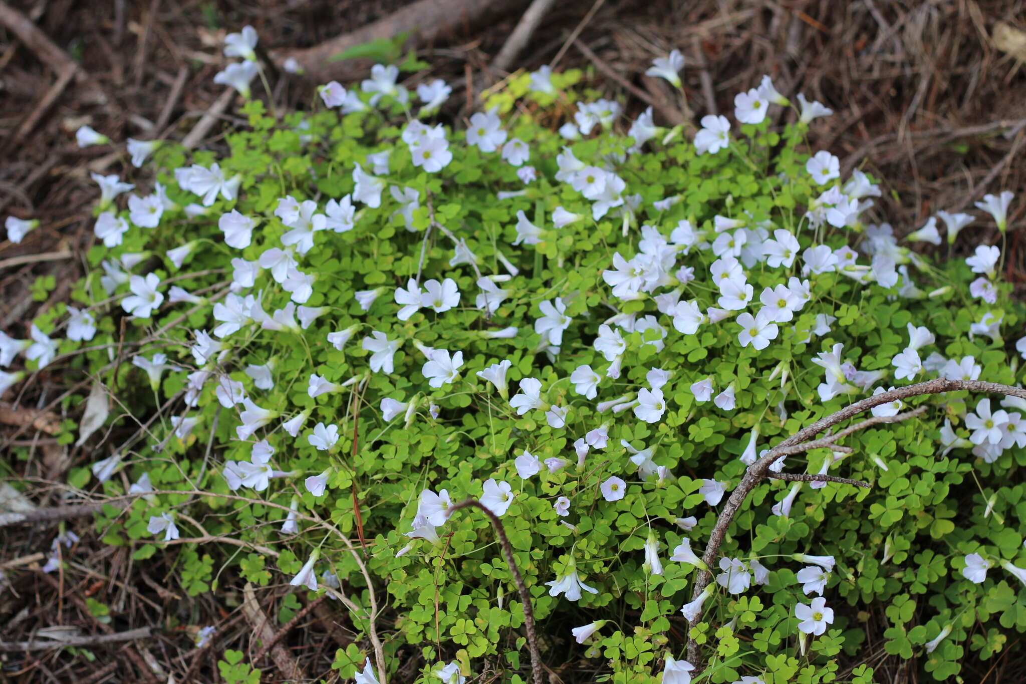 Image of crimson woodsorrel