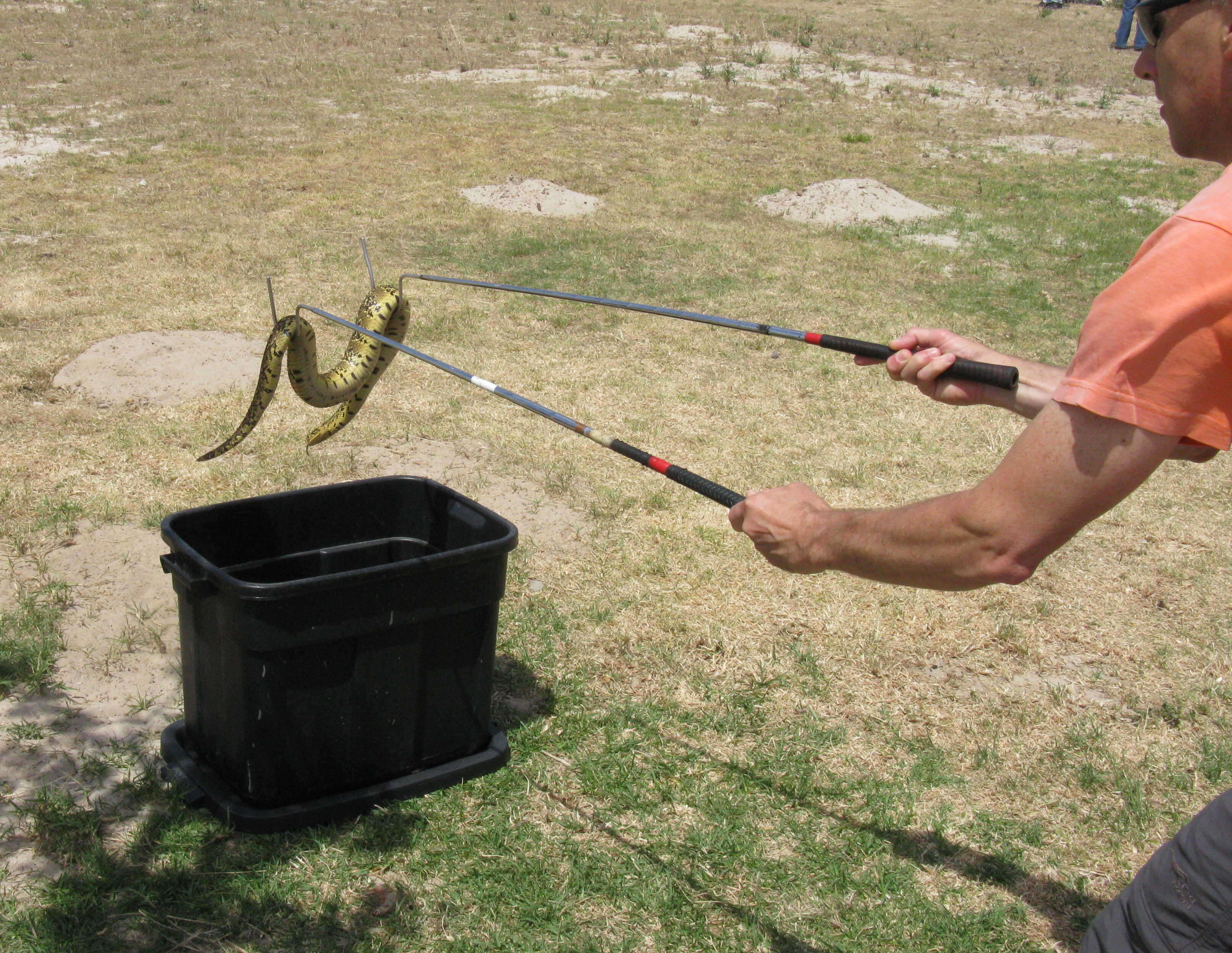 Image of puff adder