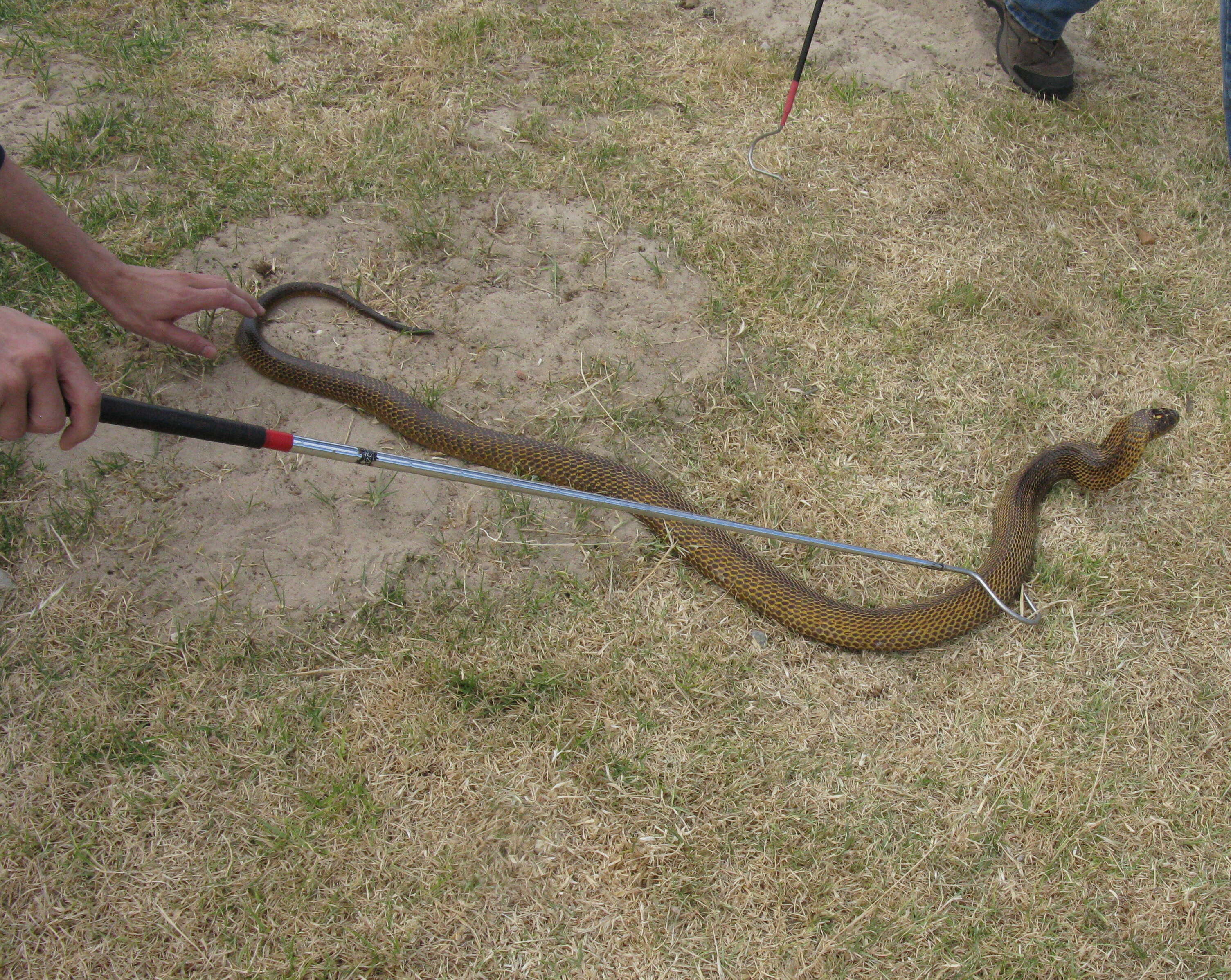 Image of Cape cobra