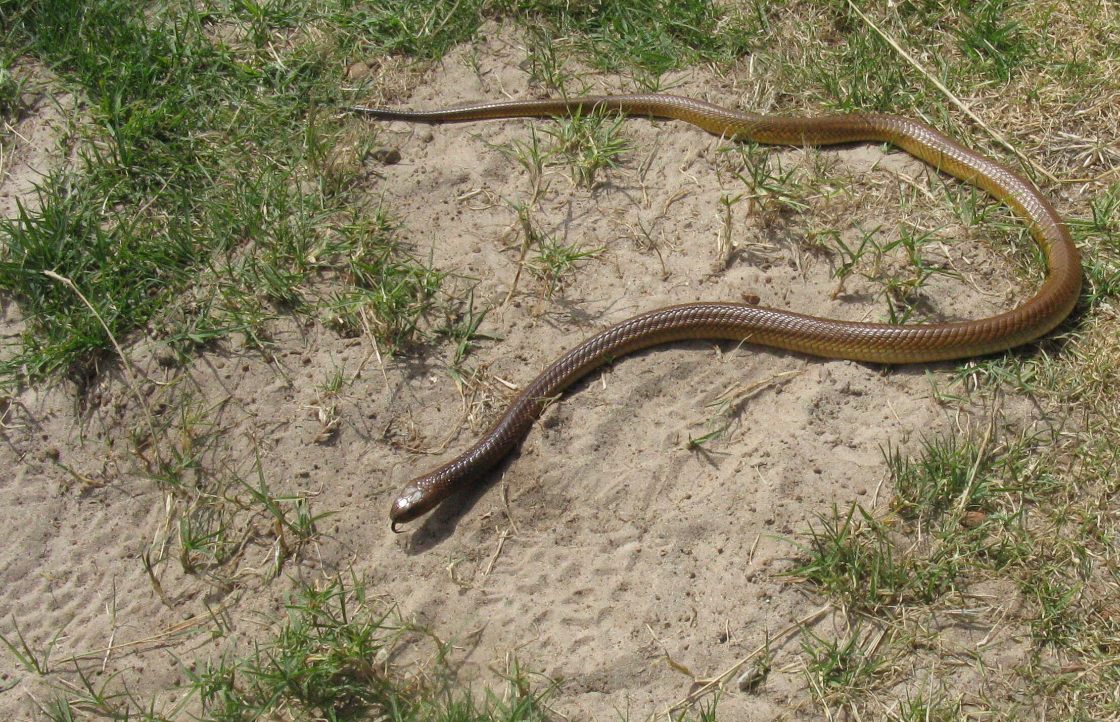 Image of Cape cobra