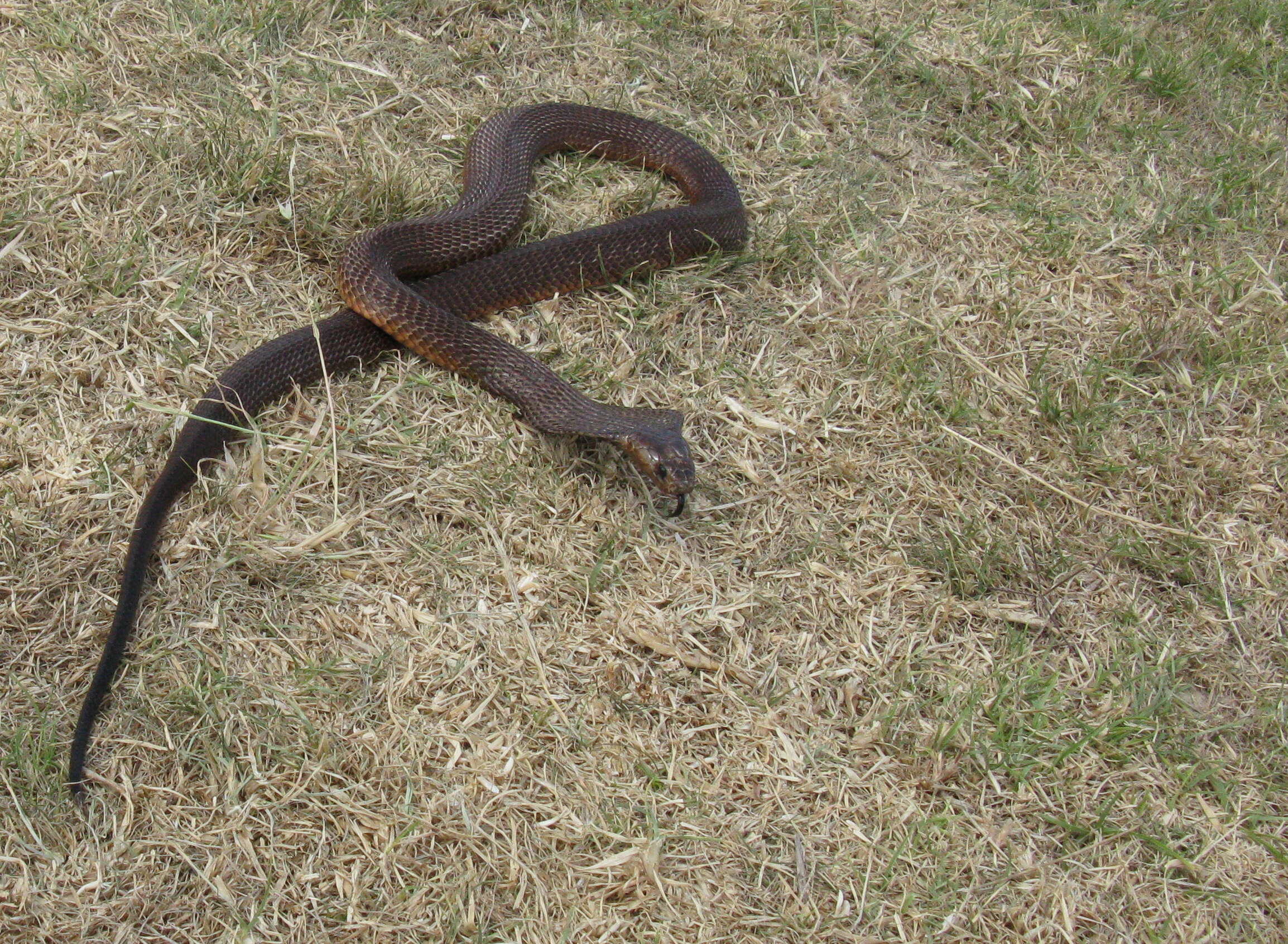 Image of Cape cobra