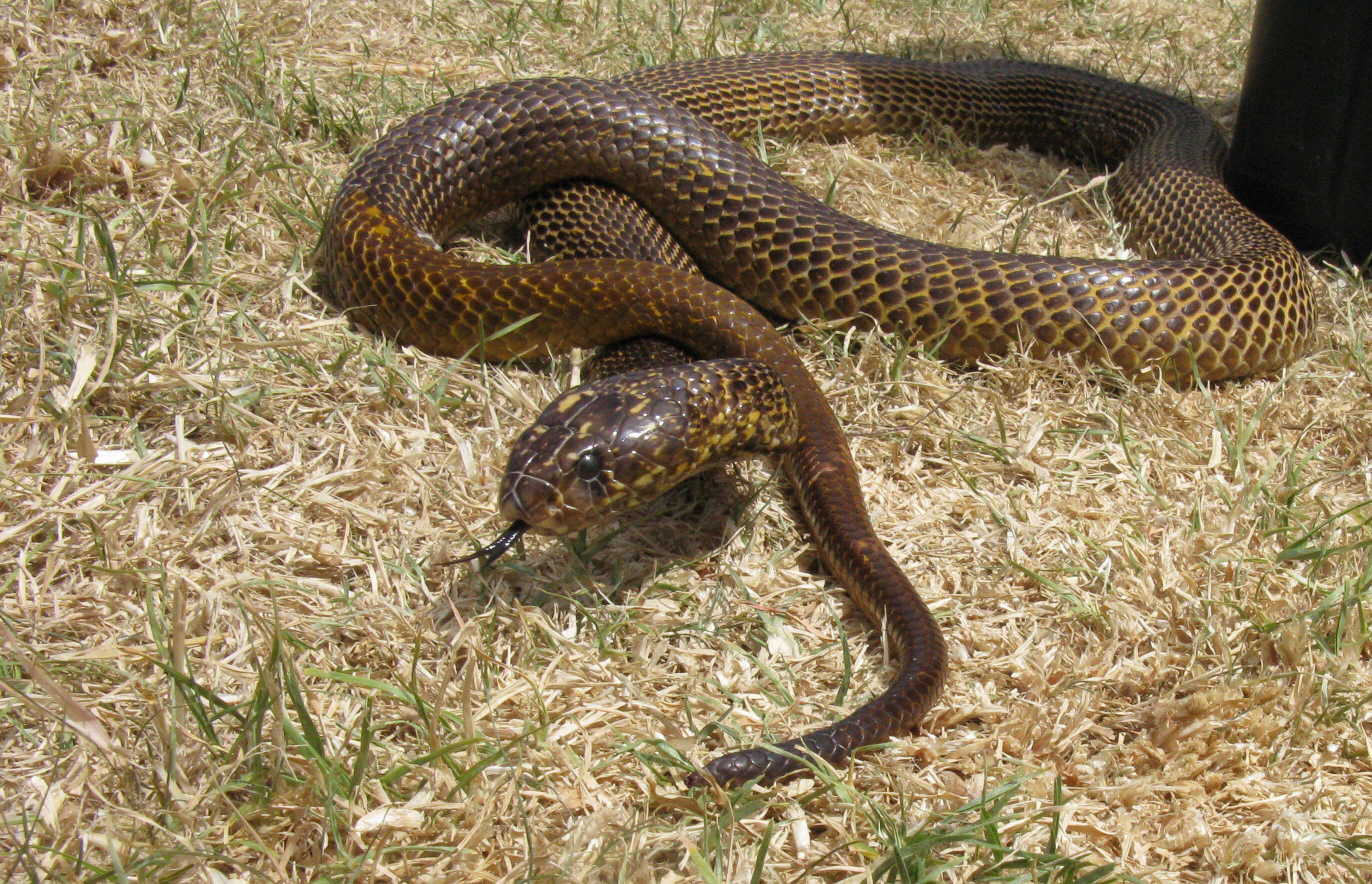 Image of Cape cobra