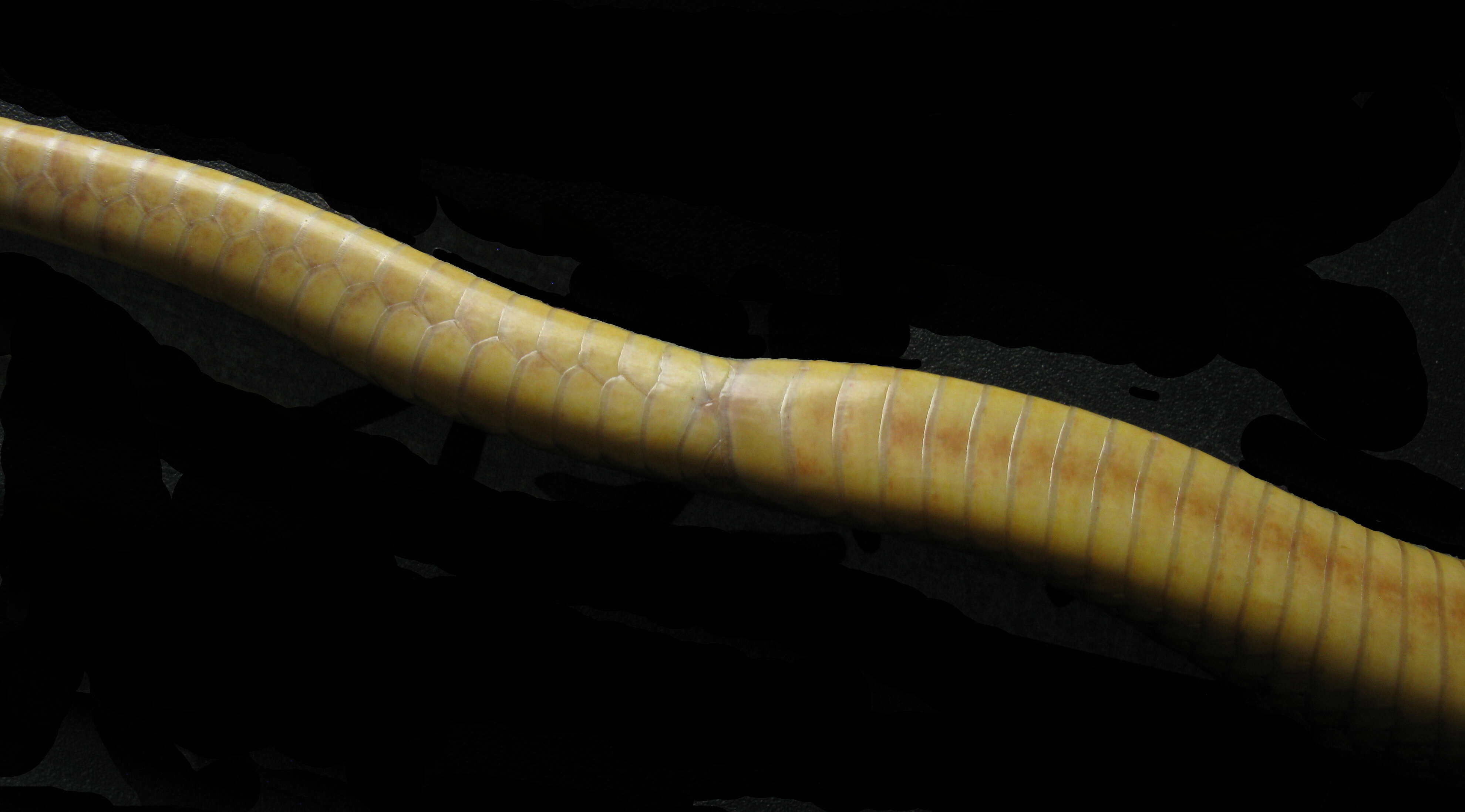 Image of Cape cobra