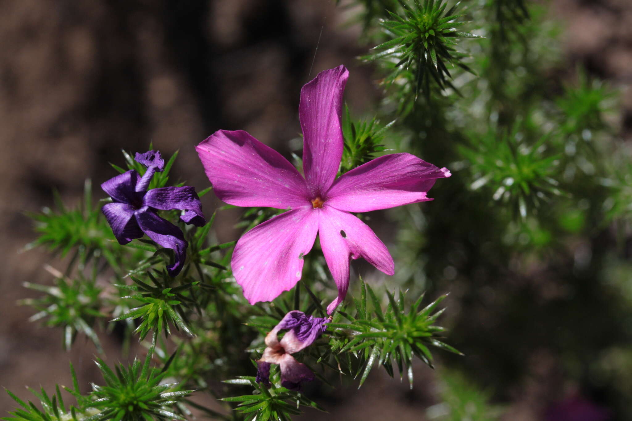 Image of Linanthus californicus (Hook. & Arn.) J. M. Porter & L. A. Johnson