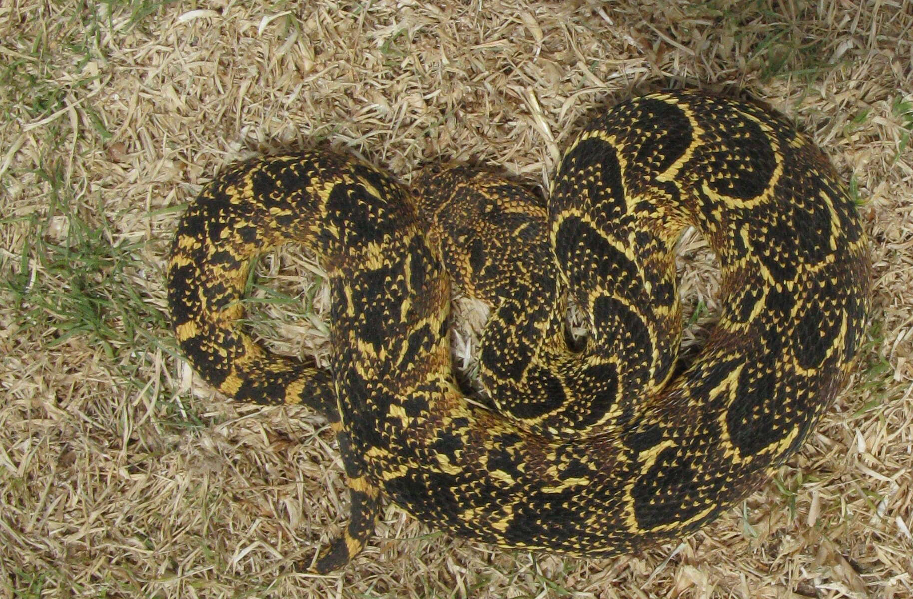 Image of puff adder