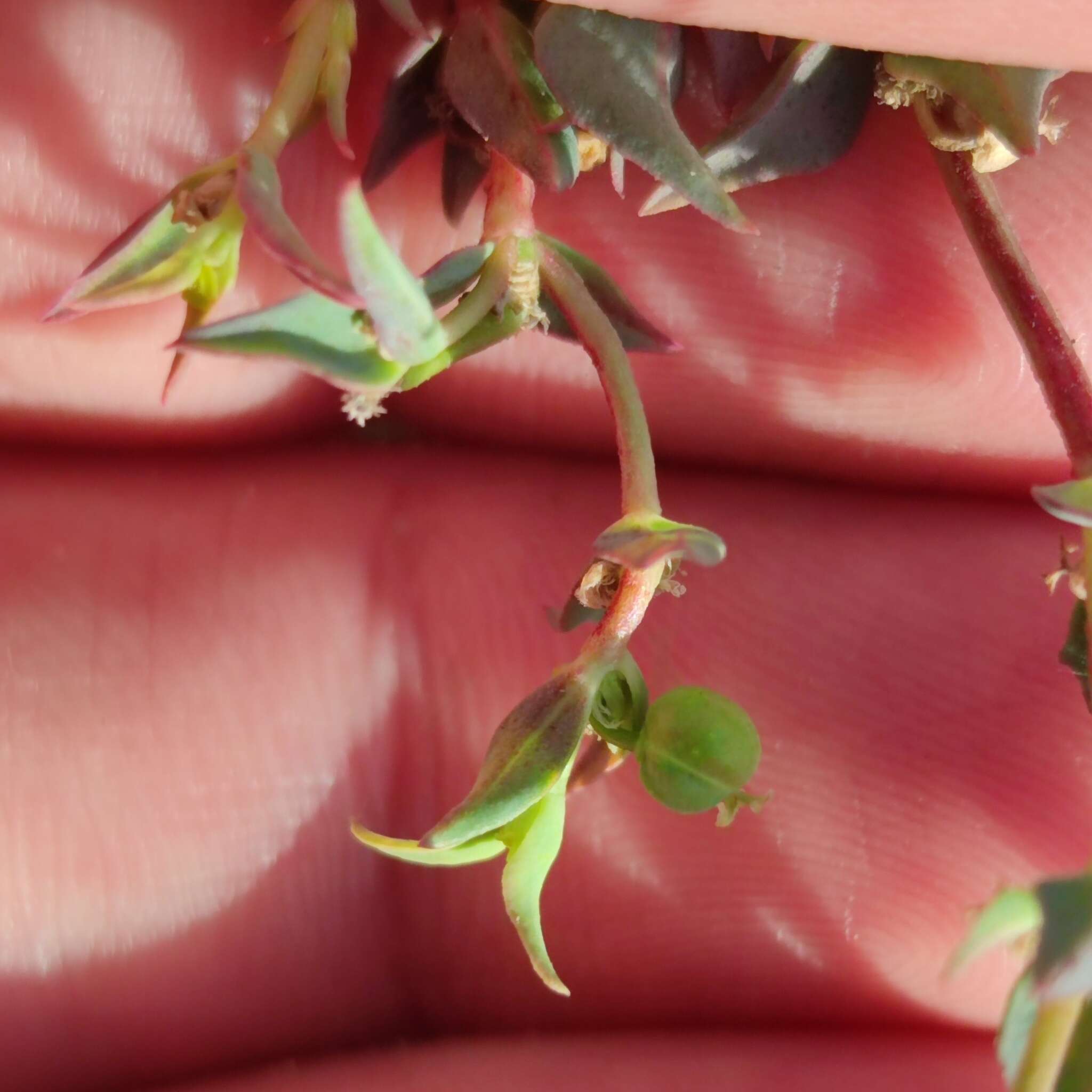 Image of Euphorbia microsphaera Boiss.