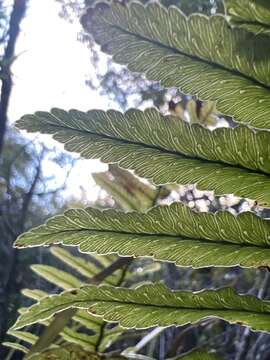 Image de Polypodium pellucidum Kaulf.