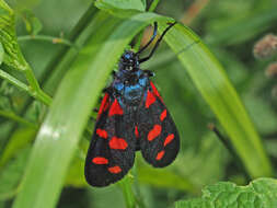 Imagem de Zygaena ephialtes Linnaeus 1767