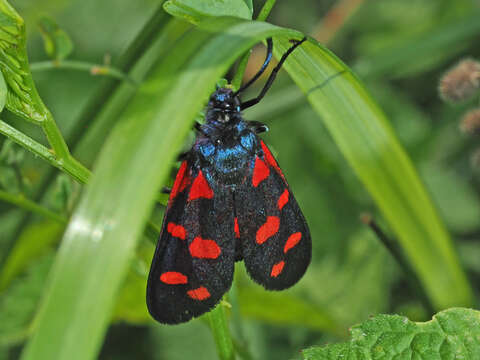 Image of Zygaena ephialtes Linnaeus 1767