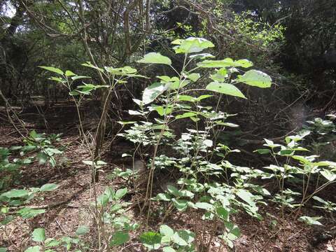 Image of Croton steenkampianus Gerstner