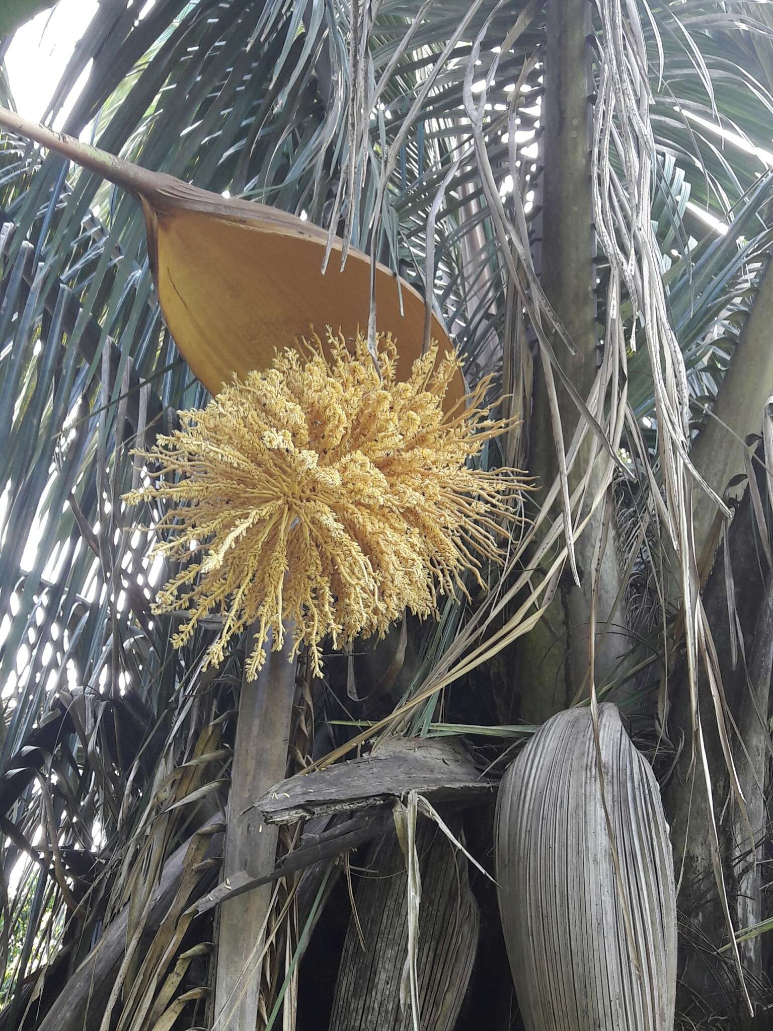 Слика од Attalea rostrata Oerst.