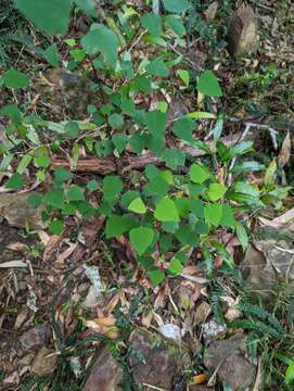 Image of Homalanthus stillingifolius F. Muell.