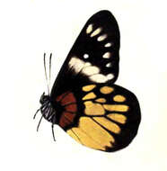 Image of Delias acalis (Godart 1819)