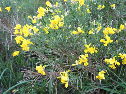 صورة Genista radiata (L.) Scop.