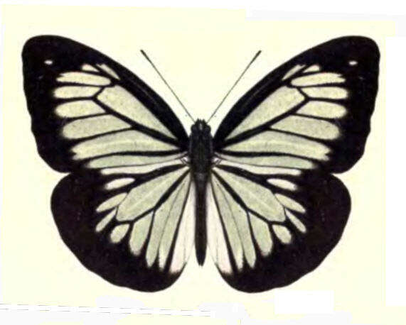 Image of Pareronia ceylanica (Felder & Felder (1865))