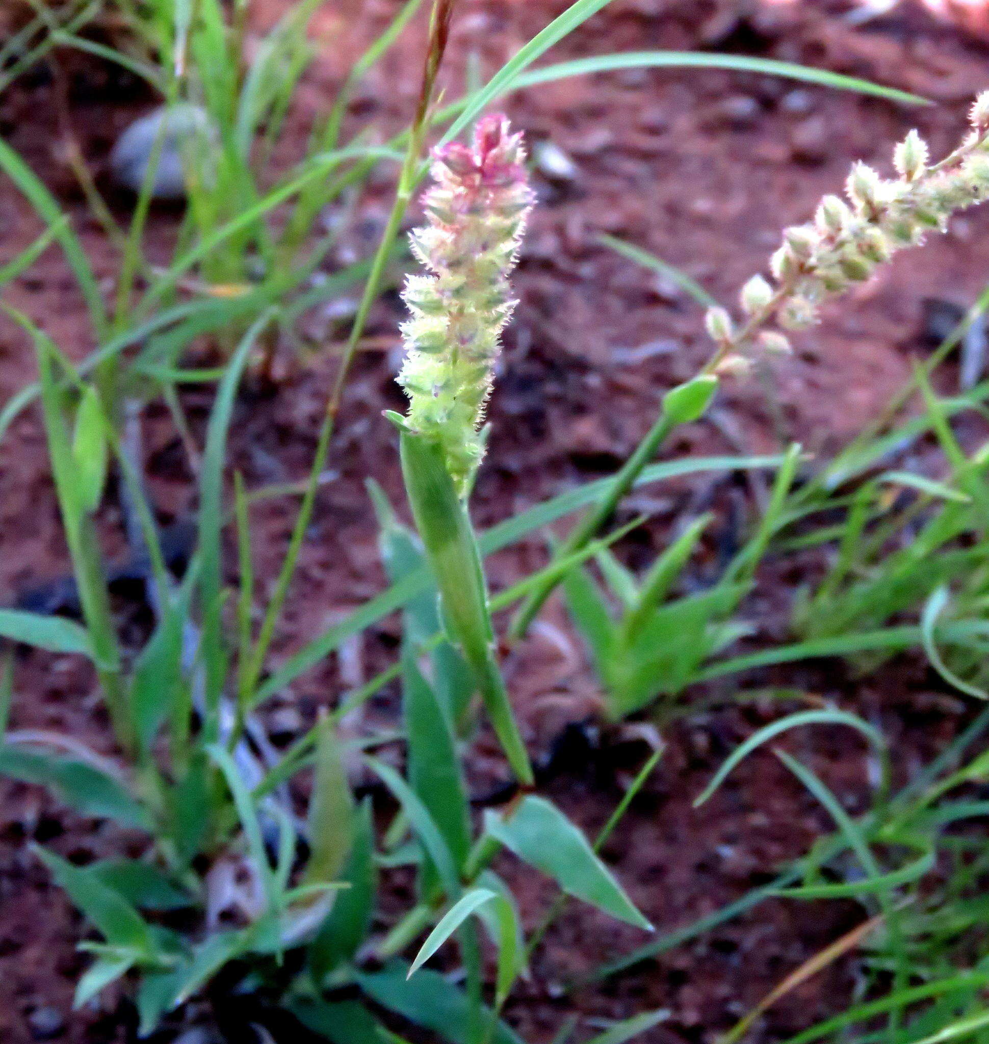 Image of Carrot seed grass