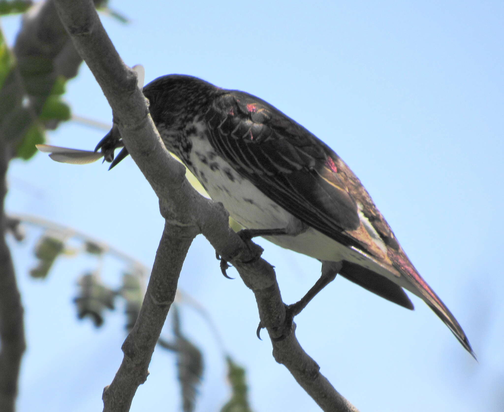 Cinnyricinclus leucogaster verreauxi (Finsch & Hartlaub 1870)的圖片