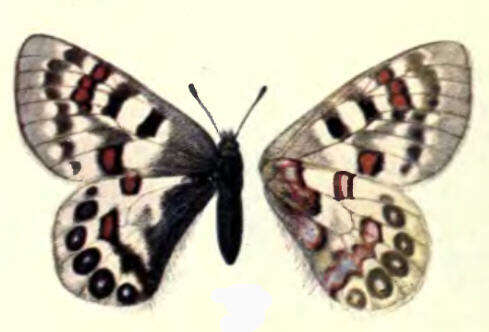 Image of Parnassius hardwickii Gray 1831