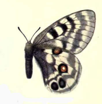 Plancia ëd Parnassius imperator Oberthür 1883