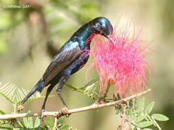 Image of Purple Sunbird