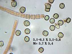 Image of Coremiella cubispora (Berk. & M. A. Curtis) M. B. Ellis 1971