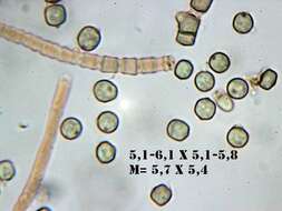 Coremiella cubispora (Berk. & M. A. Curtis) M. B. Ellis 1971的圖片