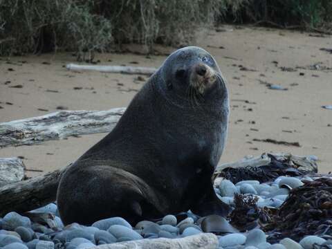 Image of Antipodean Fur Seal