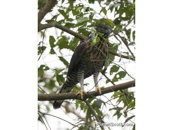 Nisaetus lanceolatus (Temminck & Schlegel 1845) resmi