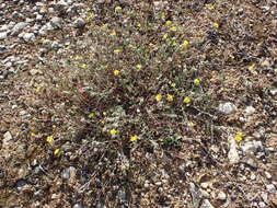 Image of Hoary Rock-rose