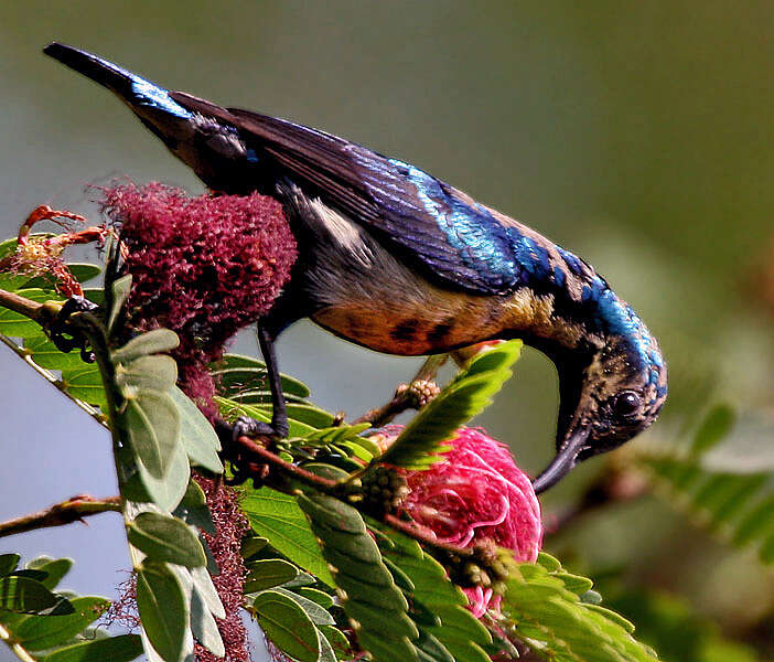 Image of Purple Sunbird