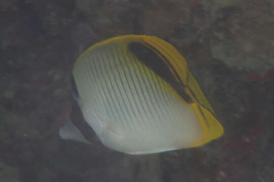 Image of Pig-face Butterflyfish