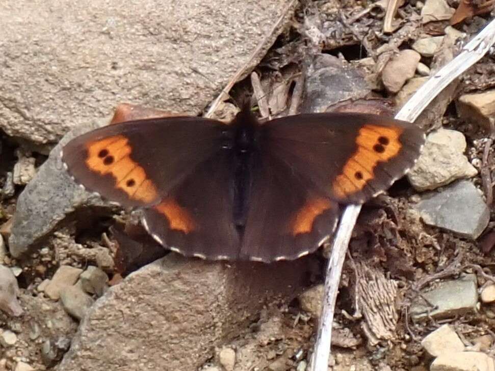 Image of Vidler's Alpine