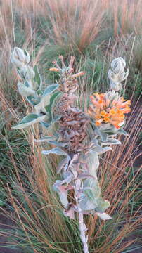 Слика од Buddleja tubiflora Benth.