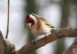 Image of European Goldfinch