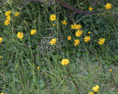 Image of Scapisenecio pectinatus var. major (F. Muell. ex Belcher) Schmidt-Leb.