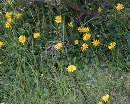 Image of Scapisenecio pectinatus var. major (F. Muell. ex Belcher) Schmidt-Leb.