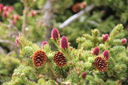 Image of Engelmann Spruce