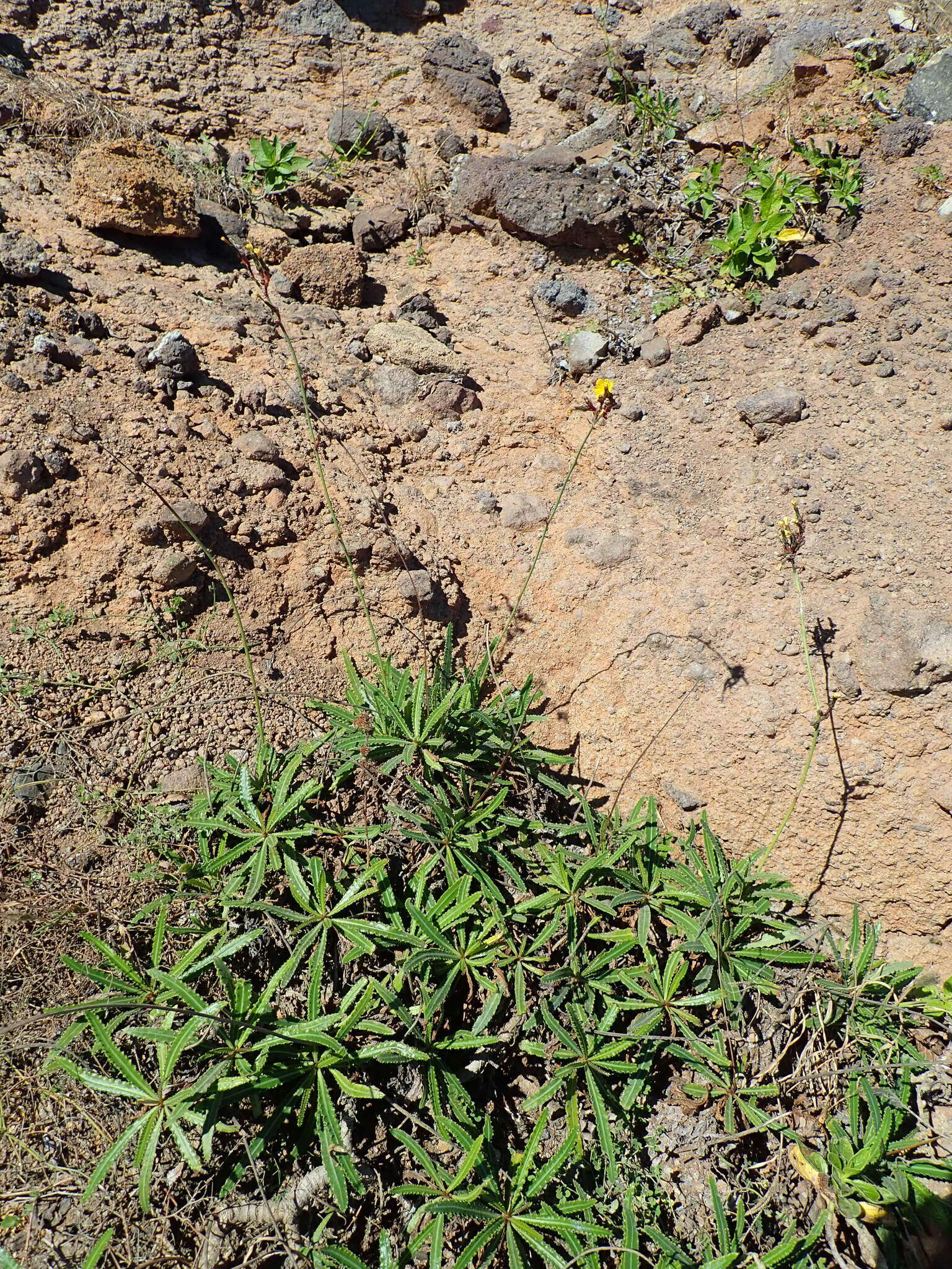 Image of Launaea picridioides (Webb) B. L. Rob.