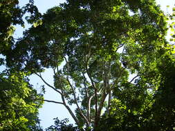 Image of White-handed Gibbon