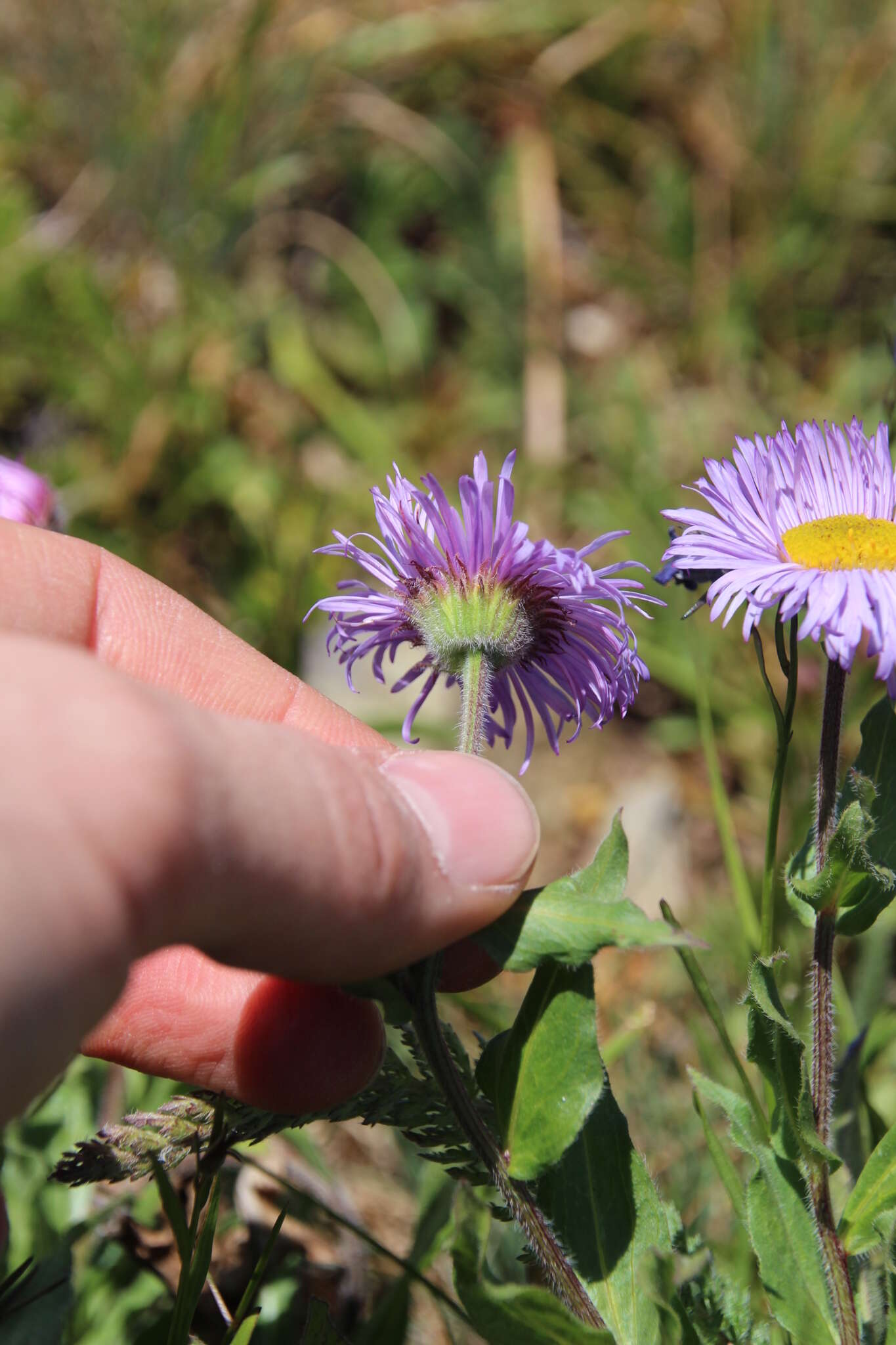 Image of threenerve fleabane