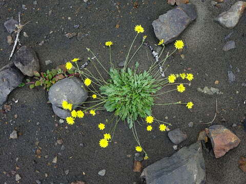 Image of lesser hawkbit