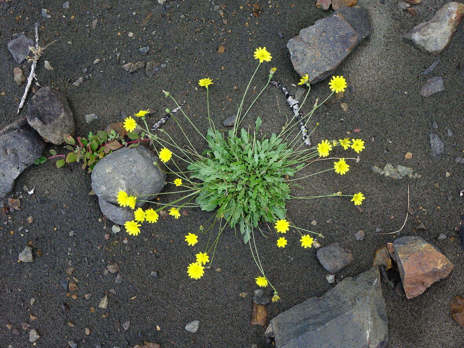 Image de Leontodon saxatilis subsp. saxatilis