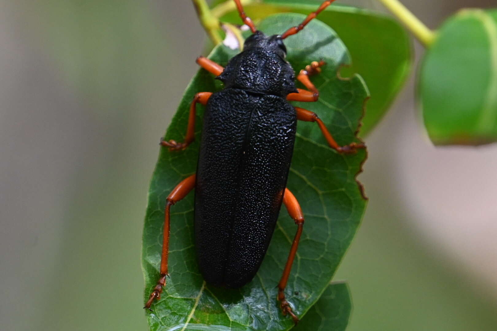 Image of Elateropsis scabrosus Gahan 1890