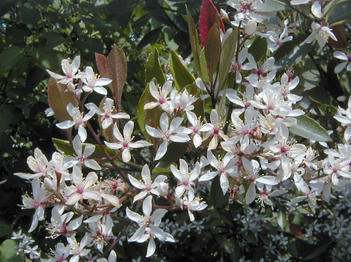 Image of Rhaphiolepis indica (L.) Lindl.